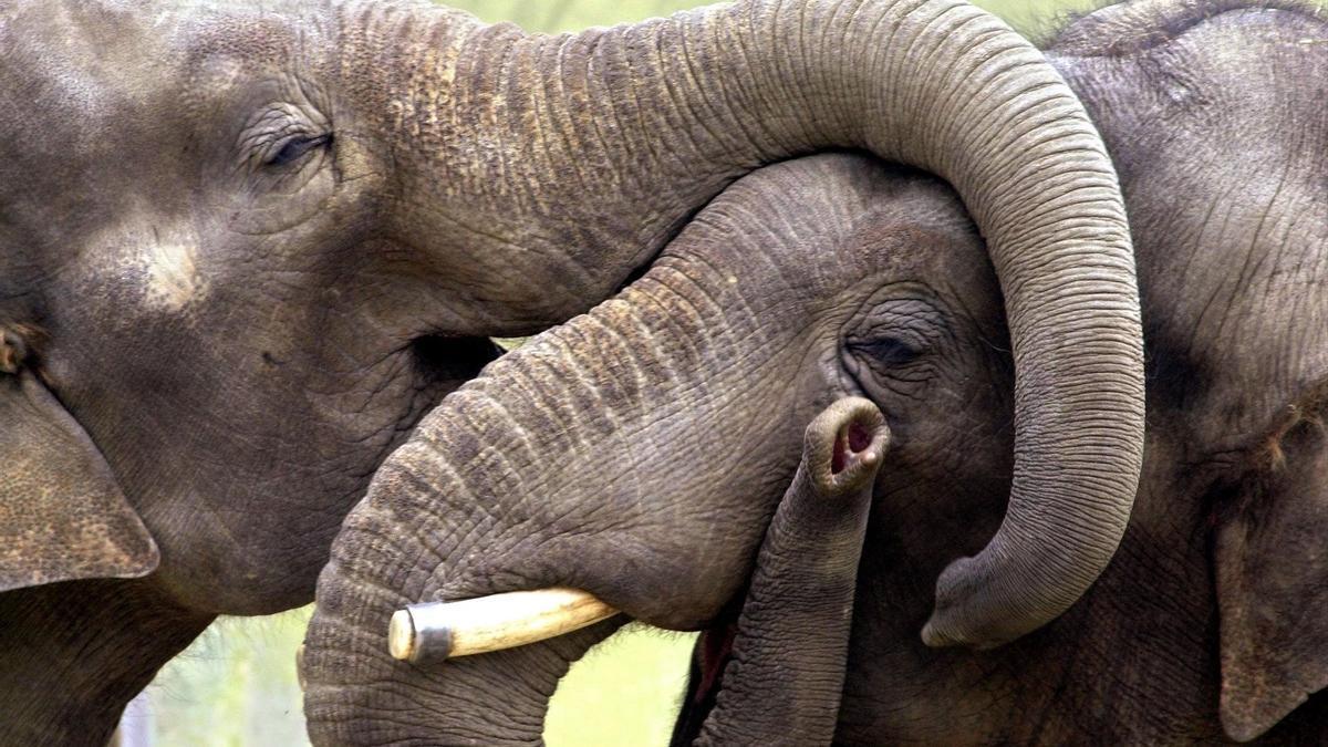 Elefantes asiáticos, en una imagen de archivo.
