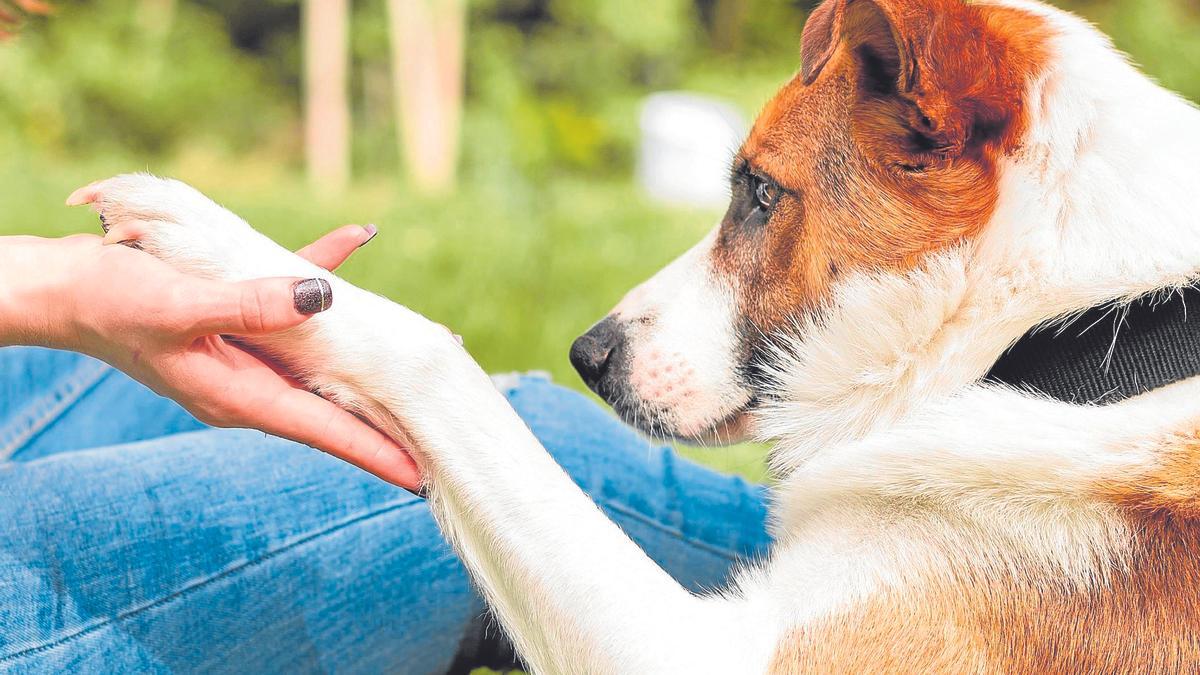 Imagen de un perro.