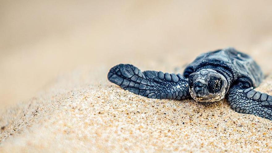 60 tortugas Olive Ridley recién nacidas llegan al océano cuando salen de la playa de Wayangani, India.