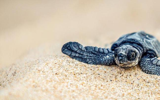 60 tortugas Olive Ridley recién nacidas llegan al océano cuando salen de la playa de Wayangani, India.