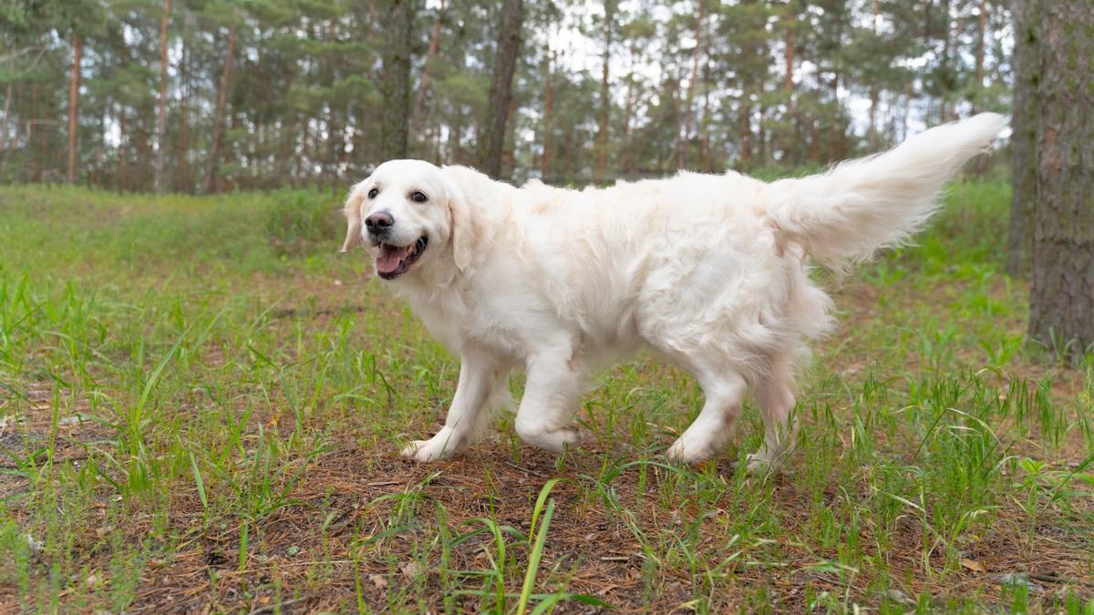 Un perro de melena blanca en un bosque.