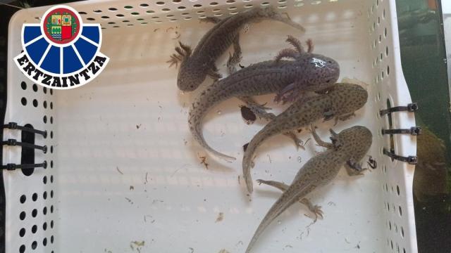 Ejemplares de ajolotes localizados por la Ertzaintza.