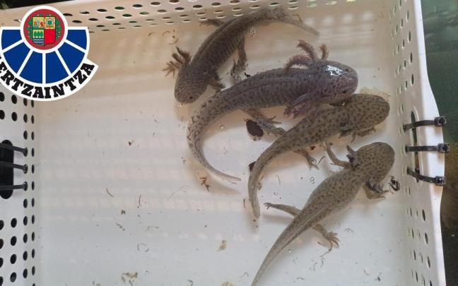 Ejemplares de ajolotes localizados por la Ertzaintza.