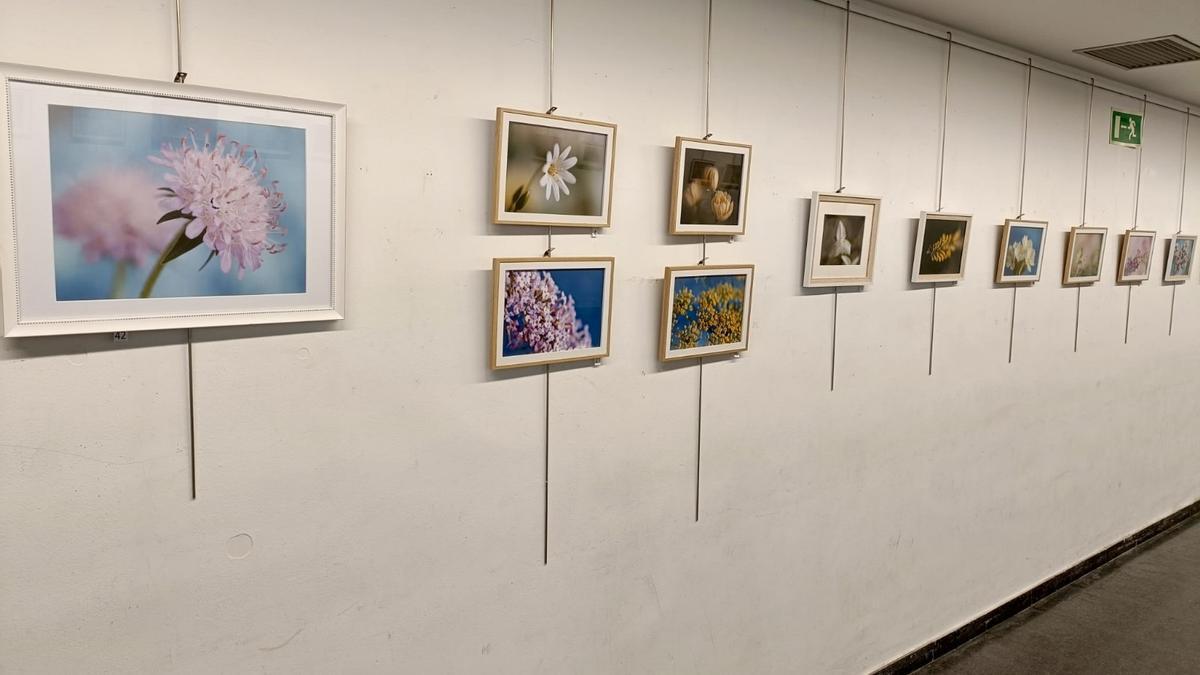 La belleza oculta de las flores silvestres, protagonista en Elai Alai Aretoa