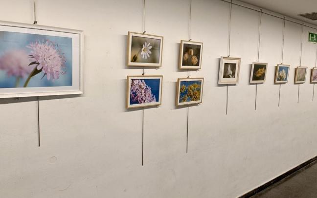 La belleza oculta de las flores silvestres, protagonista en Elai Alai Aretoa