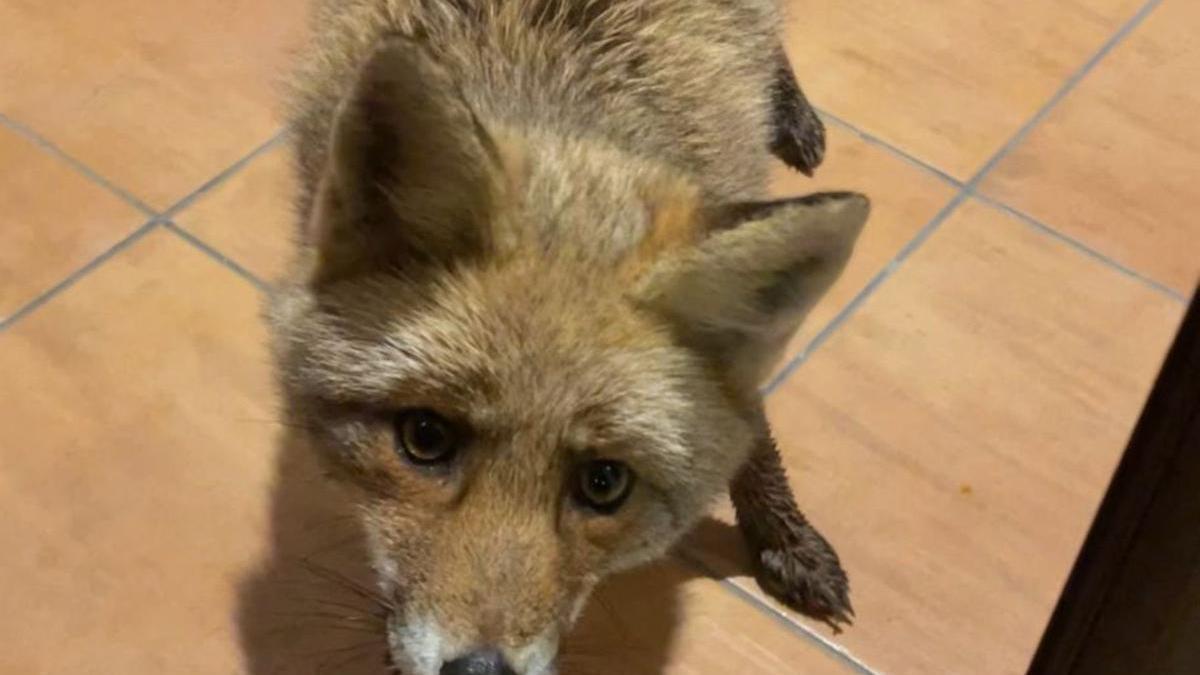 Un zorro ha tratado de hacerse con un lugar en la mesa en la cena de Navidad de una familia de Elgoibar