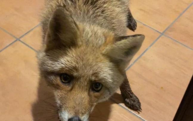 Un zorro ha tratado de hacerse con un lugar en la mesa en la cena de Navidad de una familia de Elgoibar