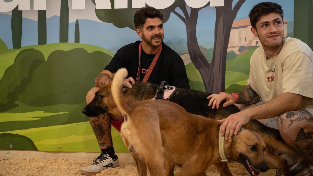 La segunda edición de 'Adopta a un pana' cuenta con 32 protectoras de distintas zonas del Estado.