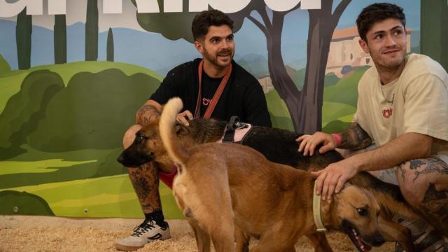 La segunda edición de 'Adopta a un pana' cuenta con 32 protectoras de distintas zonas del Estado.