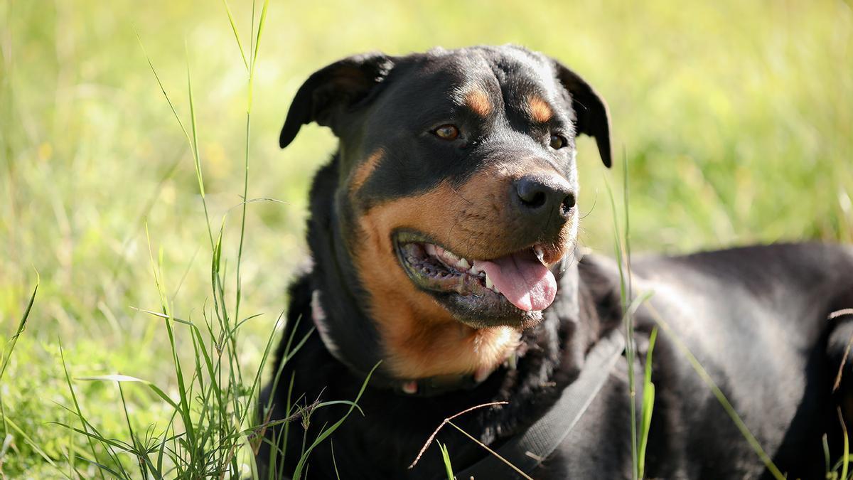 Imagen de archivo de un perro de la raza 'rottwailer'.