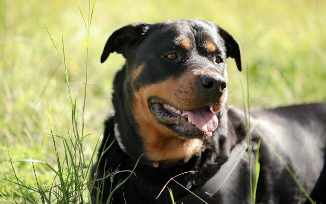 Imagen de archivo de un perro de la raza 'rottwailer'.