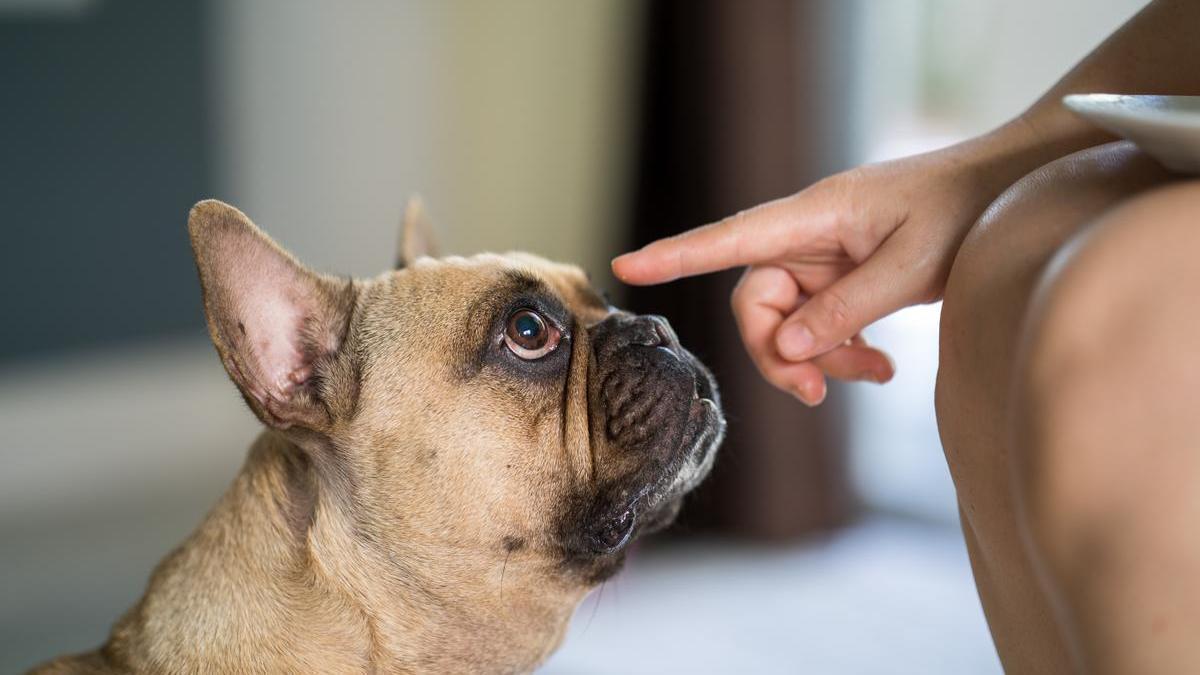 Un perro presta atención a su dueña.