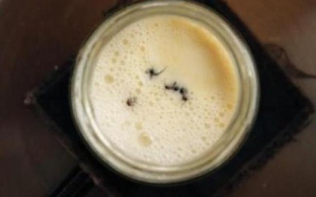 Siguiendo un método tradicional búlgaro de elaboración de yogur, los investigadores añadieron cuatro hormigas del bosque vivas a un tarro de leche caliente.