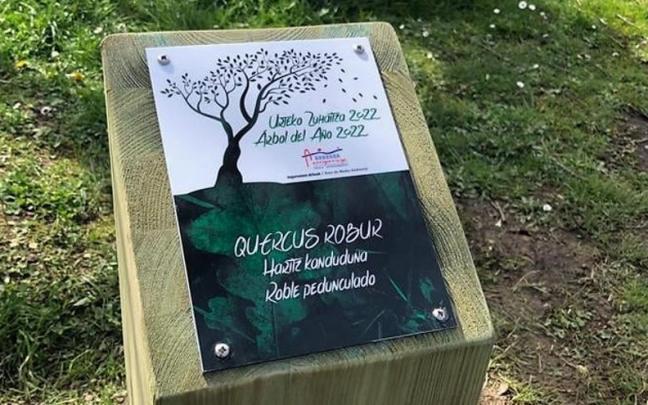 Arrigorriaga elige entre cuatro candidatos al Árbol del Año