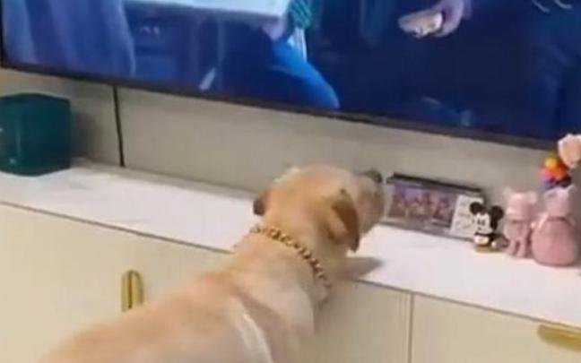 El perro, acercándose a la televisión.