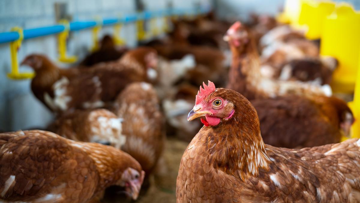 Un grupo de gallinas en una granja.