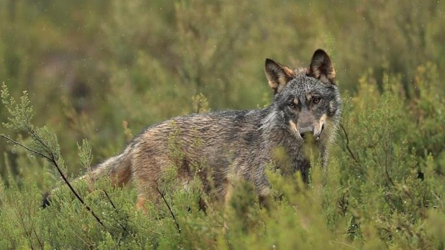 Un ejemplar de lobo ibérico.