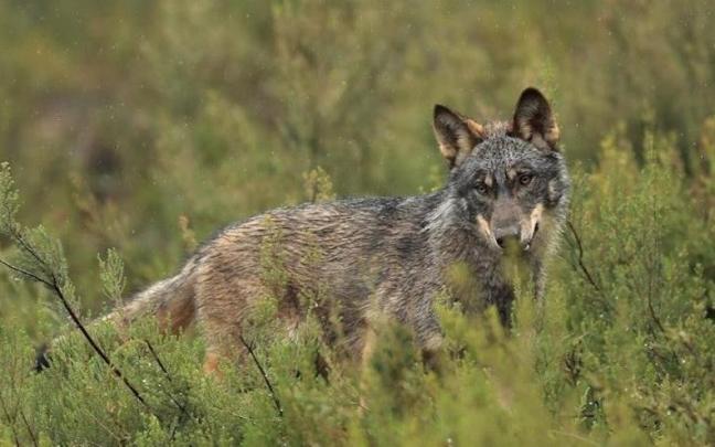 Un ejemplar de lobo ibérico.