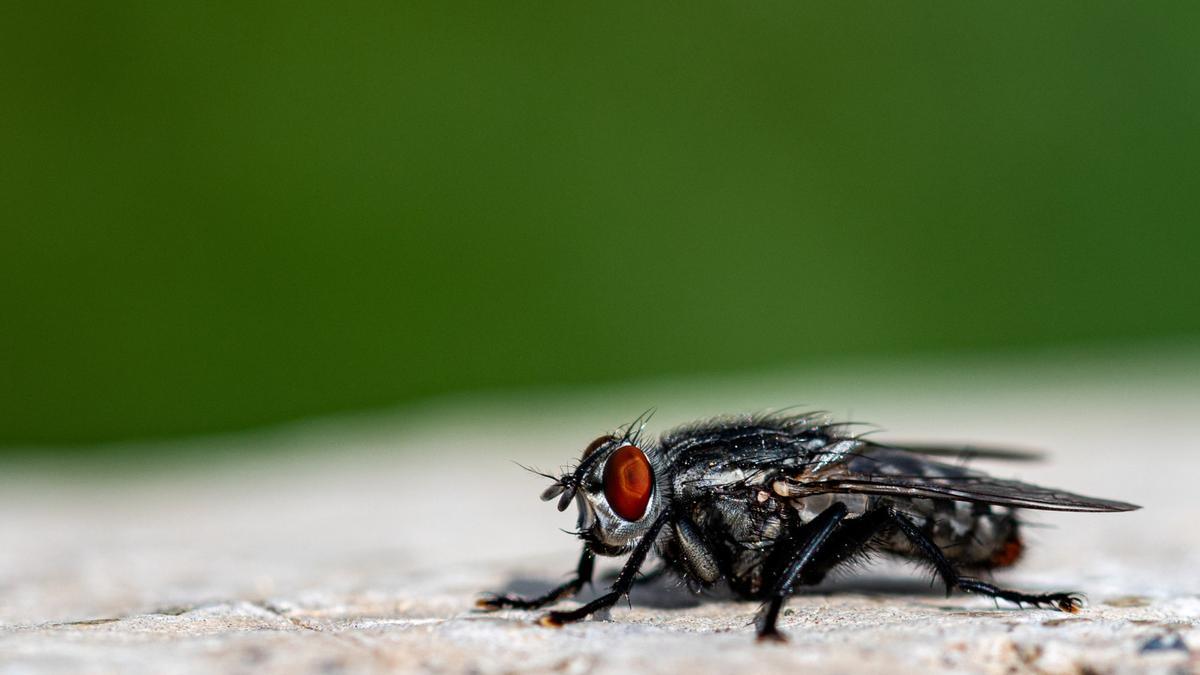 Primer plano de una mosca