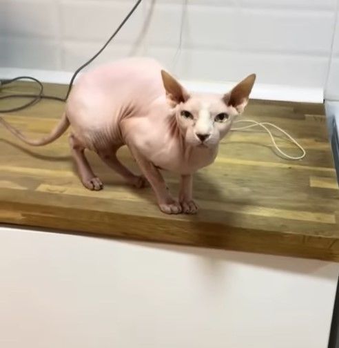 Cuba es un gato esfinge con mucho estilo y glamour.