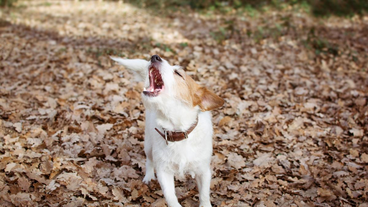 Un perro ladra avisando a su dueño de ¿qué?