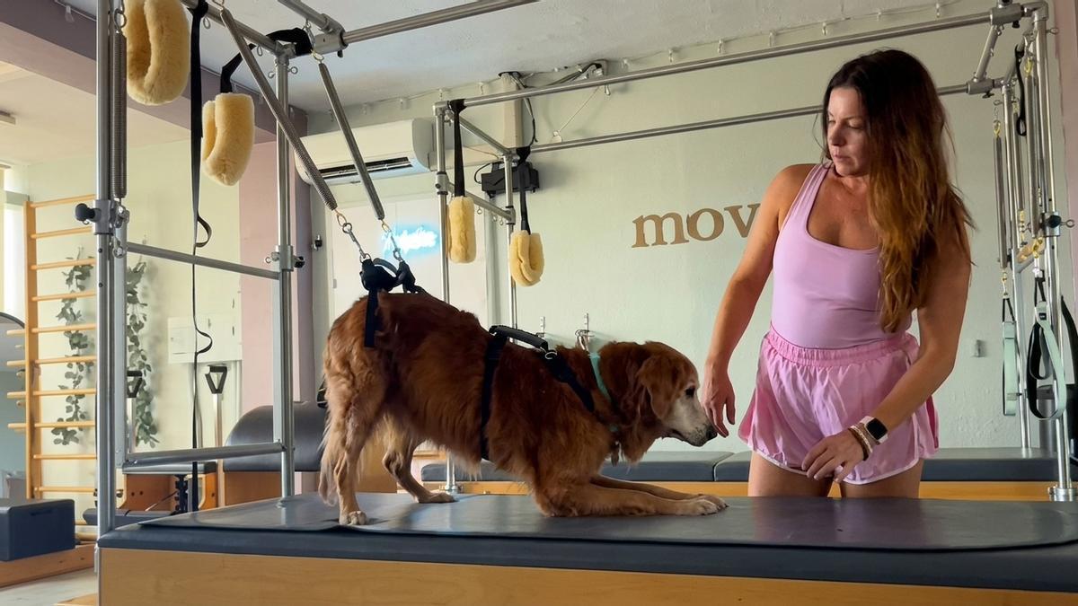 Weasel, el perro de 15 años que ha recuperado la movilidad gracias al pilates