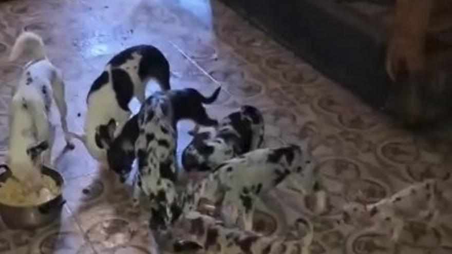 Los animales vivían con falta de limpieza y poco alimento.