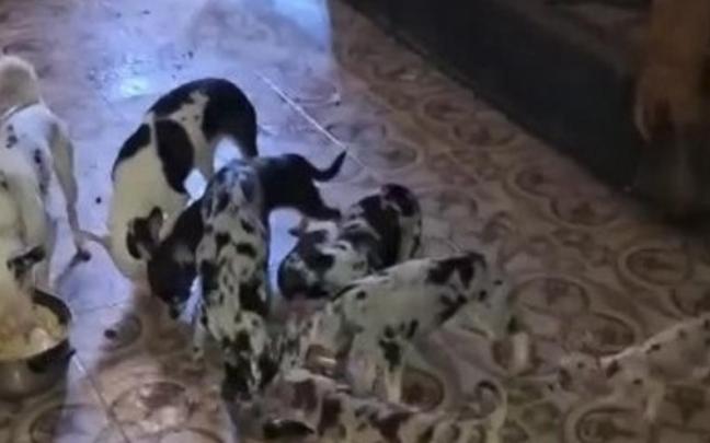 Los animales vivían con falta de limpieza y poco alimento.