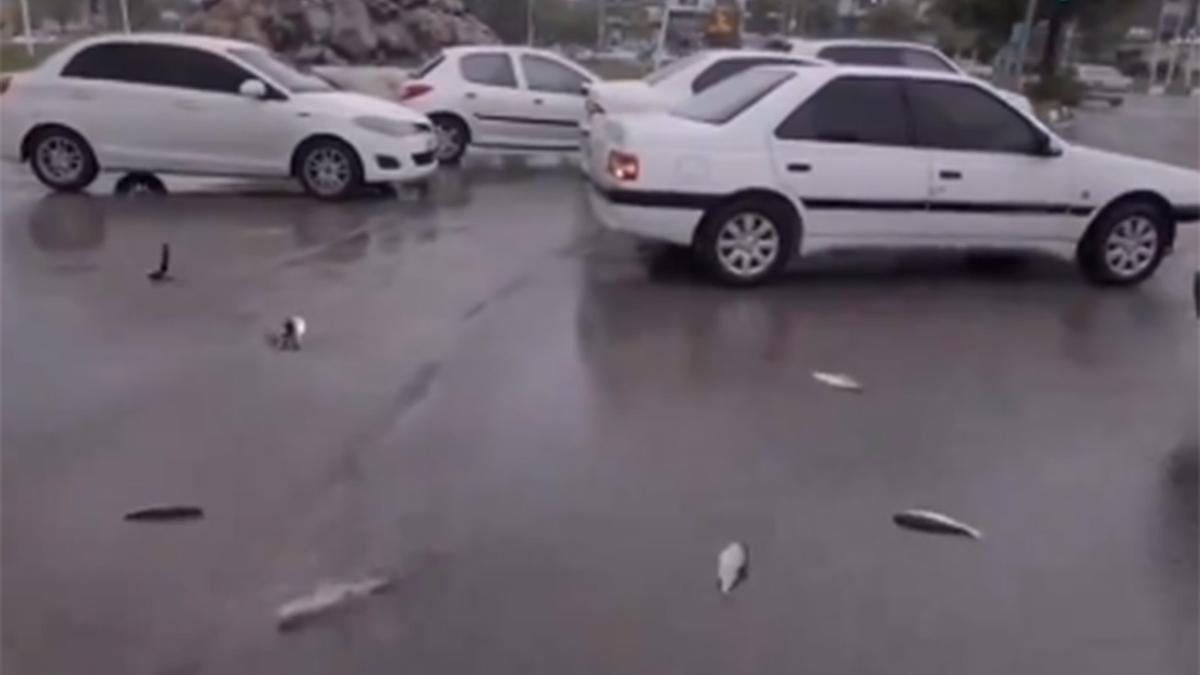 Imagen de la lluvia de peces en Irán.