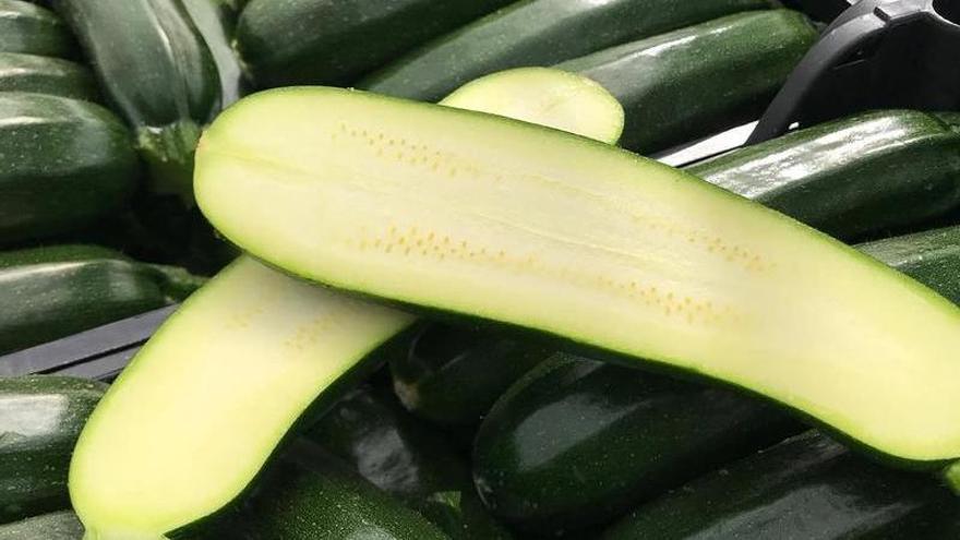 El cultivo del calabacín supera las 7.500 hectáreas en la provincia, lo que consolida a Almería como la reina indiscutible del mercado de exportación invernal de esta hortaliza.