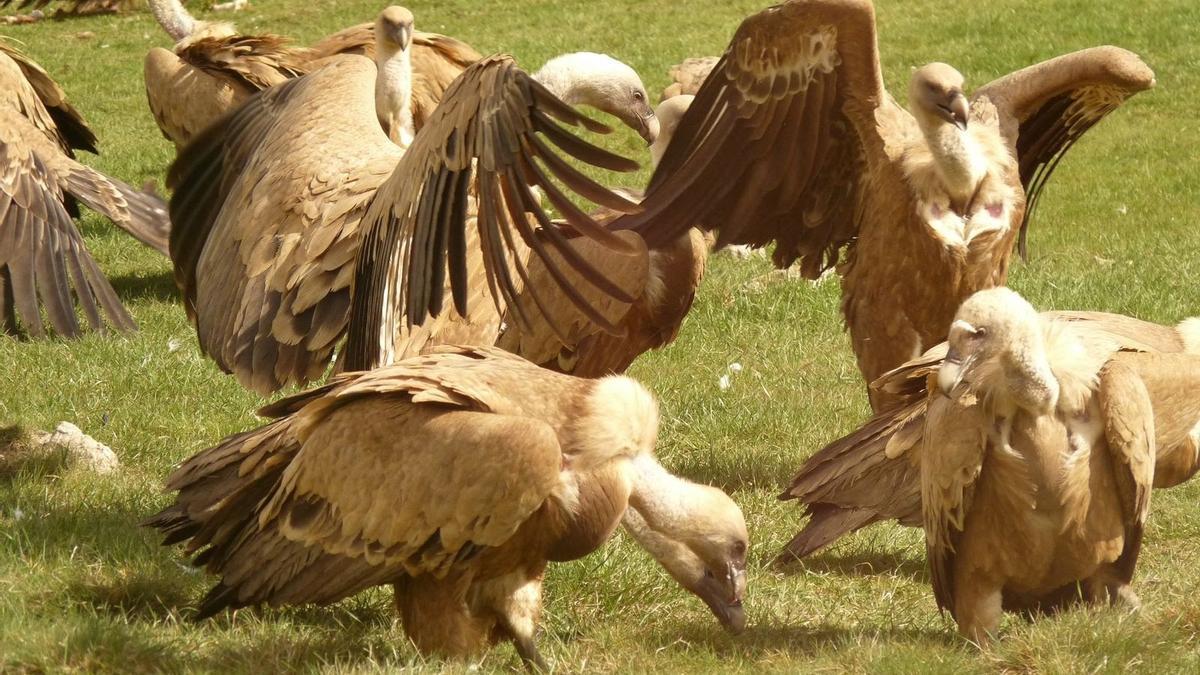 Francia detecta un nuevo foco de gripe aviar en una granja