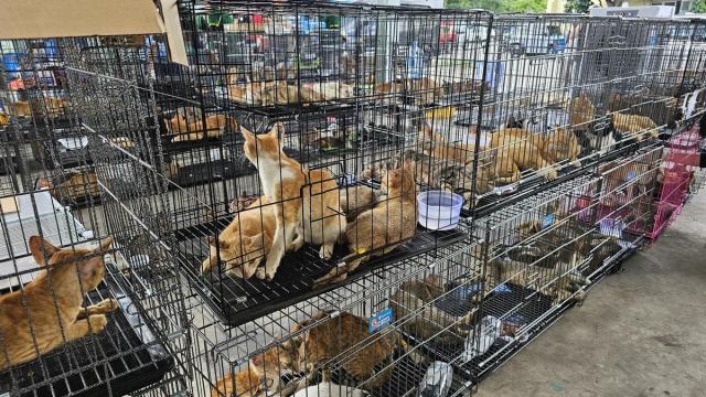Cerca de 400 gatos vivos, varios de ellos robados a sus cuidadores, fueron rescatados en la ciudad vietnamita de Ho Chi Minh.