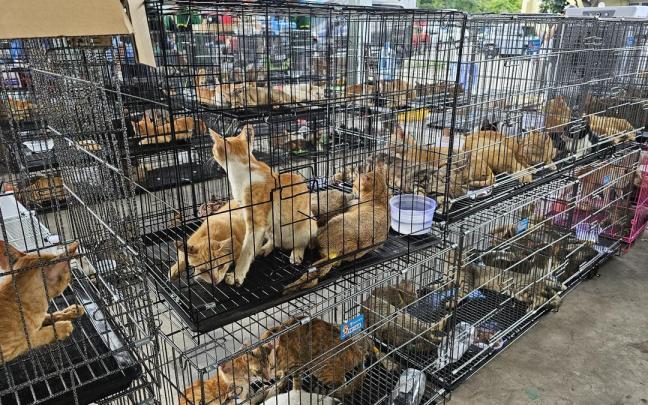 Cerca de 400 gatos vivos, varios de ellos robados a sus cuidadores, fueron rescatados en la ciudad vietnamita de Ho Chi Minh.
