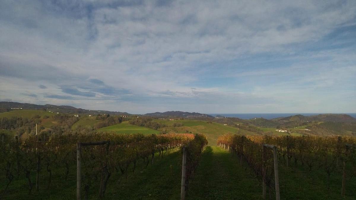 Así amanecen los viñedos de la bodega de Karlos Arguiñano en Aia