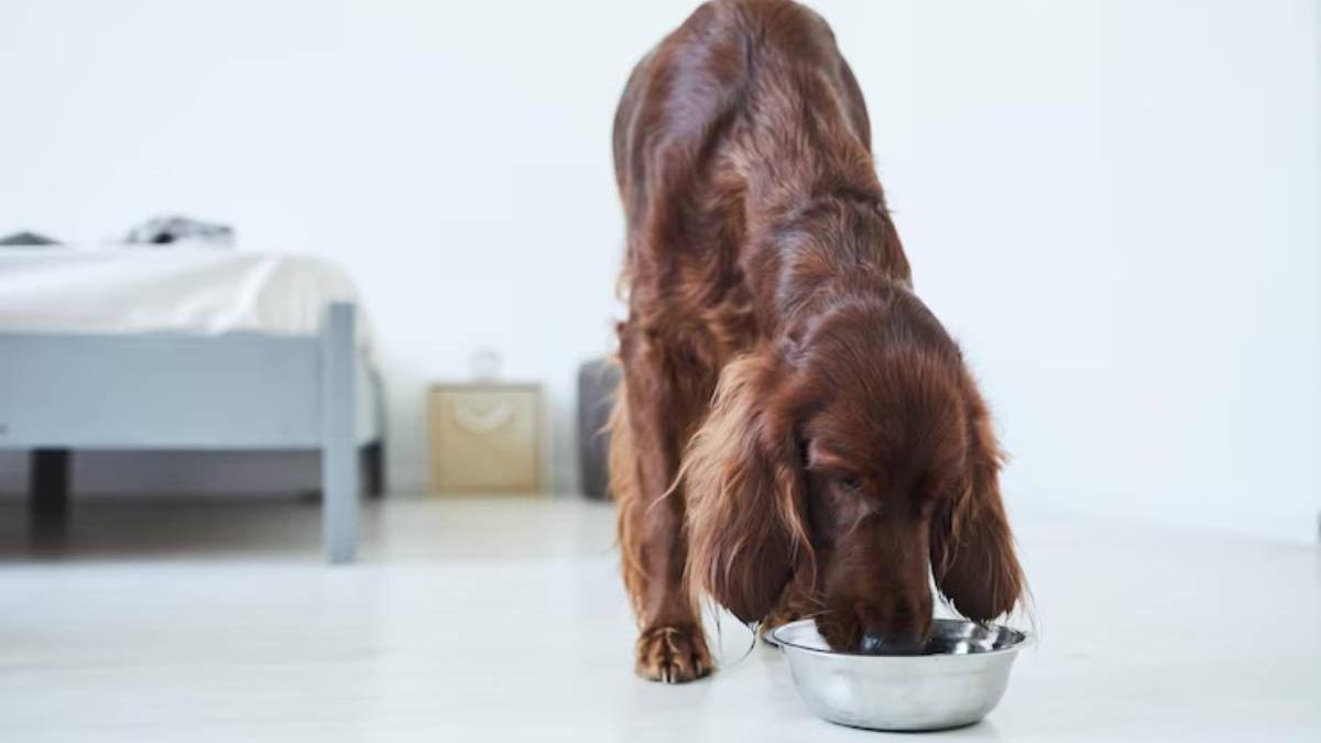 Perro marrón come en su cuenco de comida.