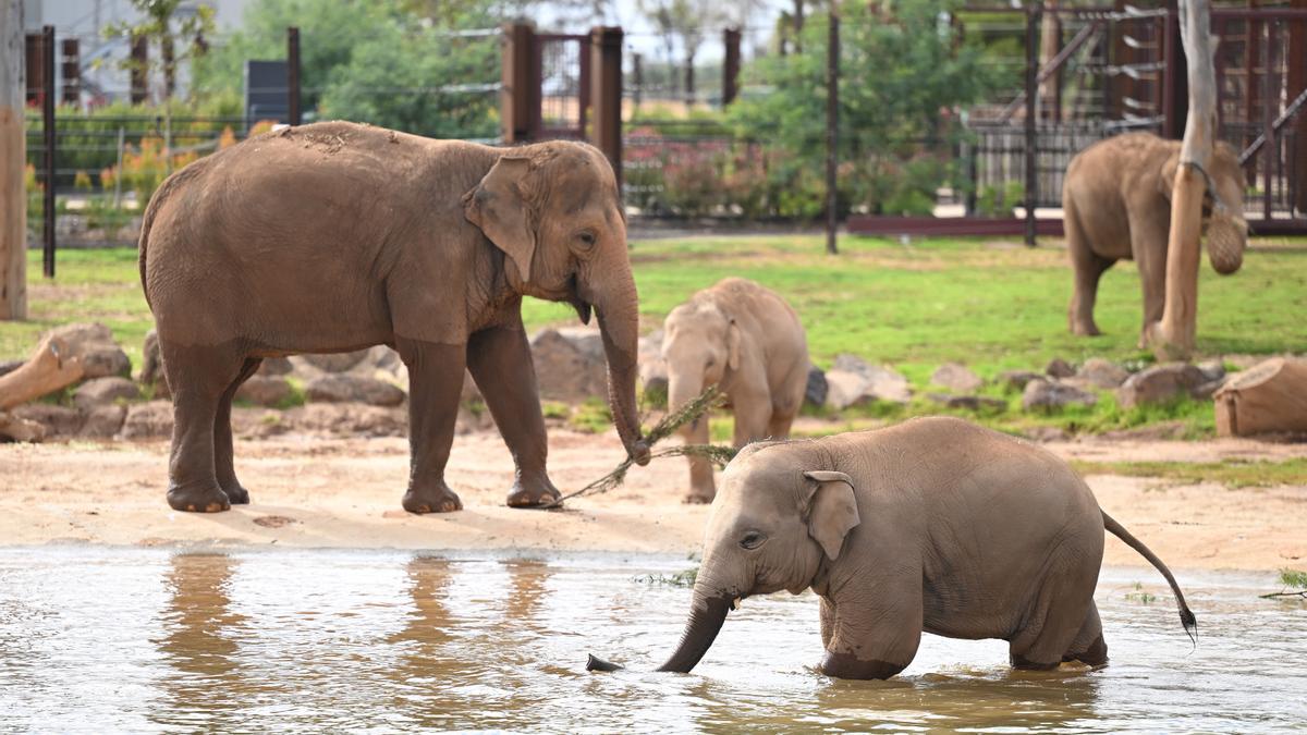 Elefantes en un zoo.