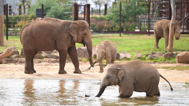 Elefantes en un zoo.