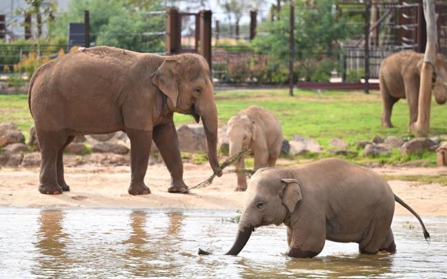 Elefantes en un zoo.