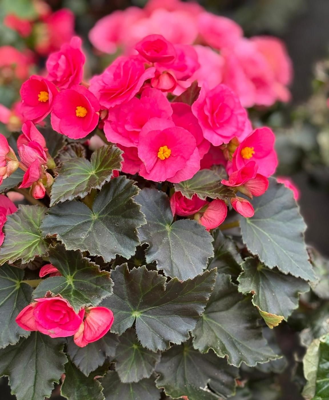 Begonias, una flor de origen tropical.