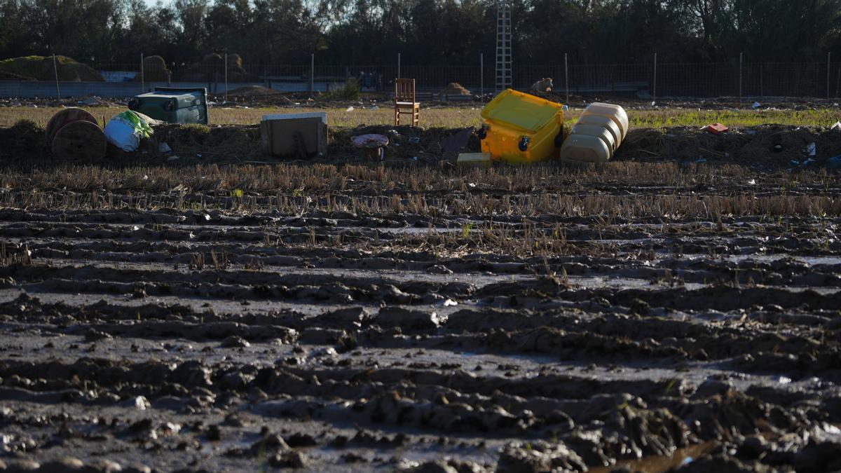 Arrozales en el día 13 tras el paso de la dana por Valencia