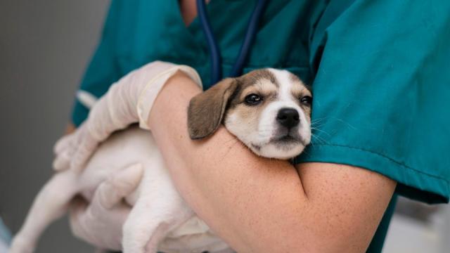 Un veterinario sostiene a un perro en brazos en consulta.