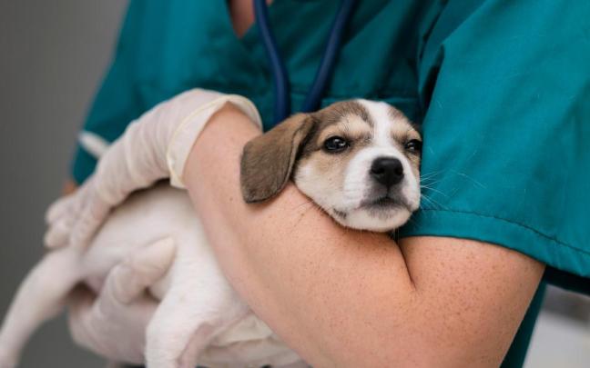 Un veterinario sostiene a un perro en brazos en consulta.