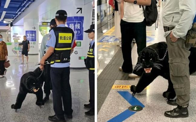 La escena viral de un usuario de metro en China que porta una maleta con forma de pantera