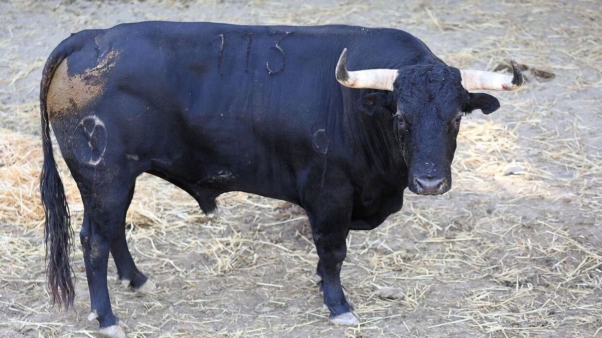 Forajido, el Victoriano del Río ganador del premio al toro más bravo
