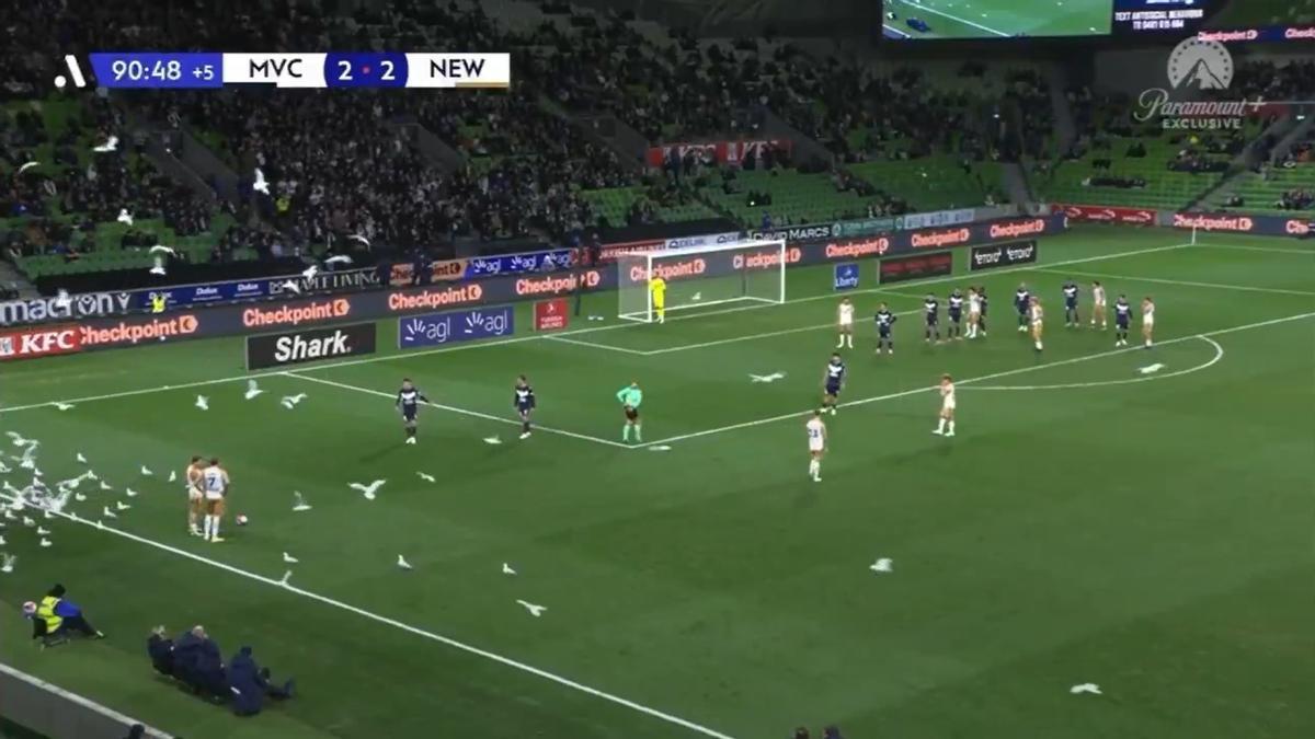 Las gaviotas, tomando una parte del campo.