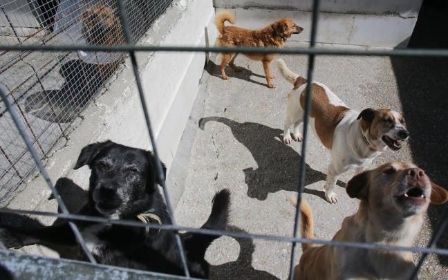 Varios perros en una sociedad protectora de animales. Varios perros en una sociedad protectora de animales.