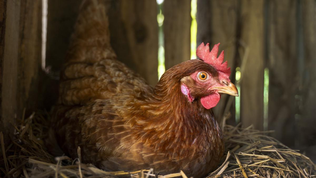 Imagen de archivo de una gallina.