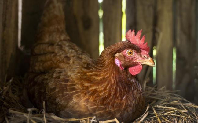 Imagen de archivo de una gallina.