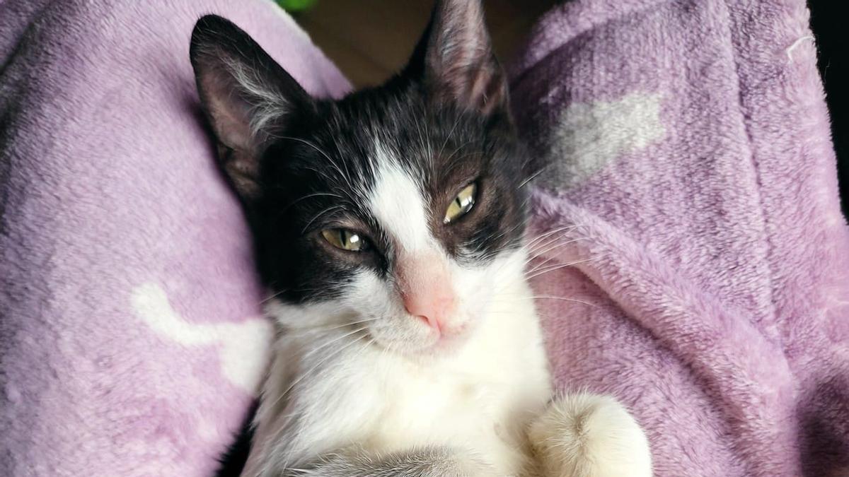 Salba, un gato rescatado recientemente en Salbatore por Lau Katu Beasain.