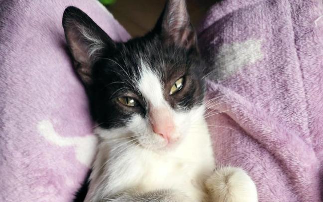 Salba, un gato rescatado recientemente en Salbatore por Lau Katu Beasain.